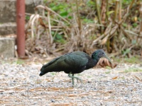 FL6A0644Green_Ibis