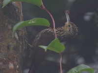 FL6A0654Spot-crowned_Woodcreeper
