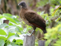 FL6A0664Gray-headed_Chachalaca
