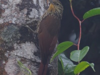 FL6A0716Spot-crowned_Woodcreeper