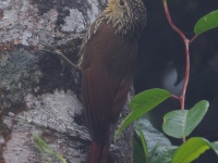 FL6A0722Spot-crowned_Woodcreeper