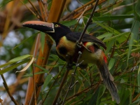 FL6A0755Fiery-billed_Aracari