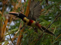 FL6A0756Fiery-billed_Aracari