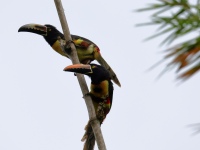 FL6A0772Fiery-billed_Aracari_and_Collared_Aracari