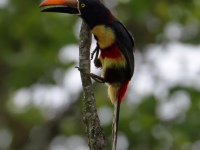 FL6A0775Fiery-billed_Aracari