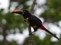 FL6A0781Fiery-billed_Aracari