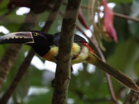 FL6A0799Collared_Aracari