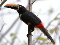 FL6A0830Fiery-billed_Aracari