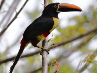 FL6A0867Fiery-billed_Aracari