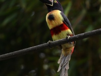 FL6A0884Fiery-billed_Aracari