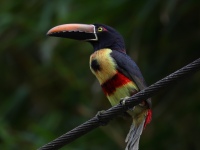 FL6A0905Fiery-billed_Aracari