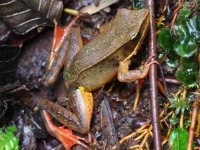 FL6A1017Brilliant_Forest_Frog