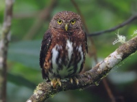FL6A1018Costa_Rican_Pygmy_Owl