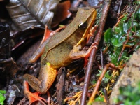 FL6A1029Brillant_Forest_Frog