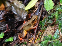 FL6A1029Brilliant_Forest_Frog