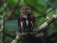 FL6A1056Costa_Rican_Pygmy_Owl