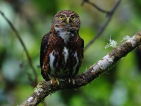 FL6A1063Costa_Rican_Pygmy_Owl