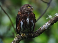 FL6A1085Costa_Rican_Pygmy_Owl