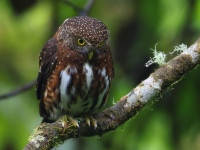FL6A1098Costa_Rican_Pygmy_Owl