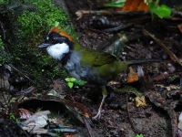 FL6A1116Chestnut-capped_Brushfinch