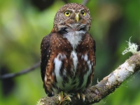 FL6A1123Costa_Rican_Pygmy_Owl