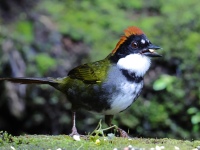 FL6A1128Chestnut-capped_Brushfinch