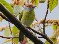FL6A1140Rufous-browed_Peppershrike