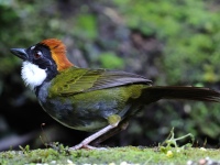 FL6A1146Chestnut-capped_Brushfinch