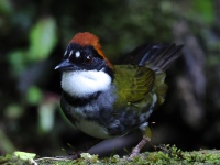 FL6A1151Chestnut-capped_Brushfinch