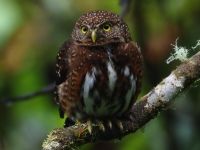 FL6A1185Costa_Rican_Pygmy_Owl