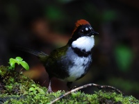 FL6A1186Chestnut-capped_Brushfinch