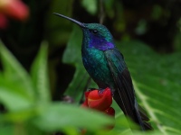 FL6A1225Lesser_Violetear