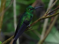 FL6A1234Green-crowned_Brilliant