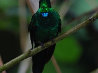 FL6A1269Green-crowned_Brilliant