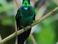 FL6A1291Green-crowned_Brilliant