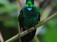 FL6A1293Green-crowned_Brilliant