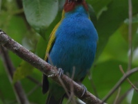 FL6A1328Bay-headed_Tanager
