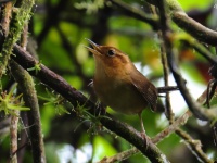 FL6A1335Ochraceous_Wren-topaz