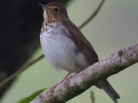 FL6A1366Swainsons_Thrush