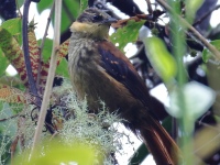 FL6A1380Buffy_Tuftedcheek