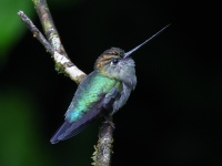 FL6A1494Green-fronted_Lancebill