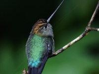 FL6A1587Green-fronted_Lancebill