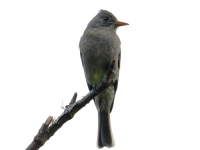 FL6A1602Dark_Pewee