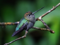 FL6A1614Green-fronted_Lancebill