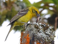 FL6A1637Flame-colored_Tanager