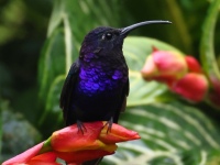 FL6A1657Violet_Sabrewing
