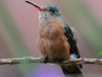 FL6A1665Cinnamon_Hummingbird