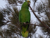 FL6A1679Yellow-crowned_Amazon