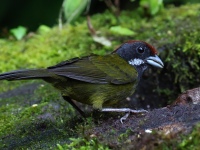 FL6A1682Sooty-faced_Finch