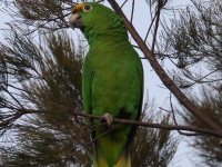 FL6A1692Yellow-crowned_Amazon